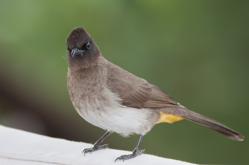 Dark-capped Bulbul