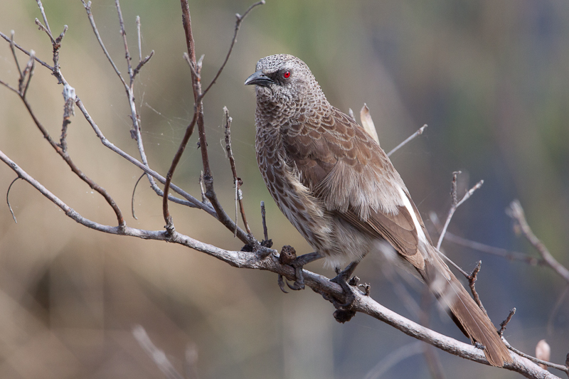 Hartlaubs Babbler