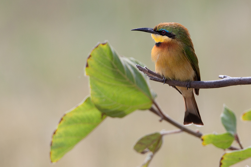 Little Bee-eater