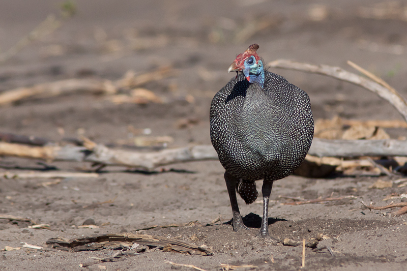Helmeted Guineafowl