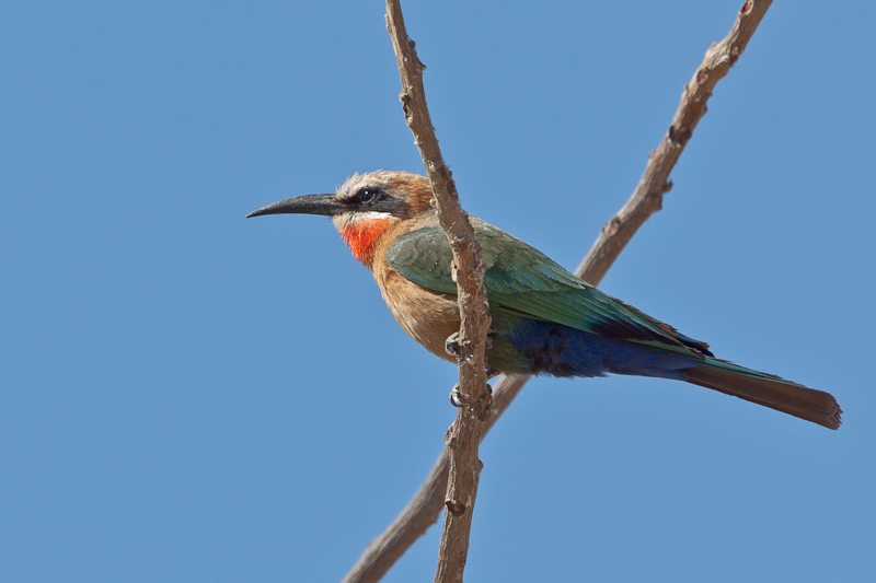 White-fronted Bee-eater