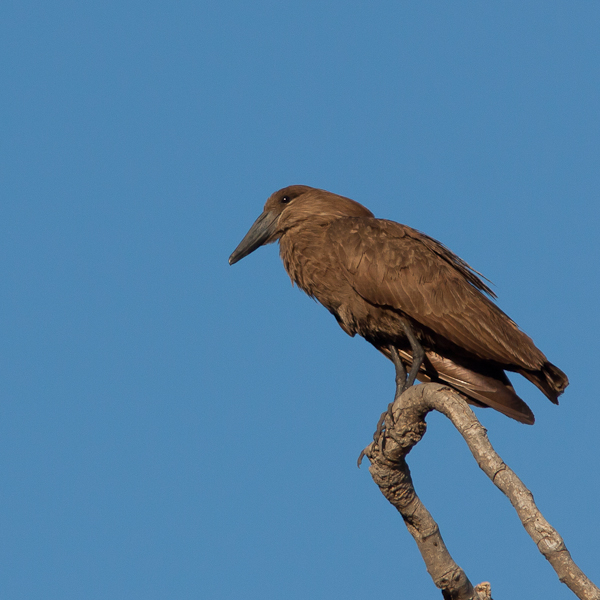 Hamerkop