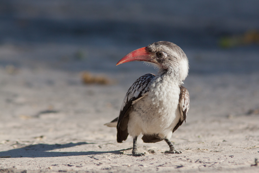 Red-billed Hornbill