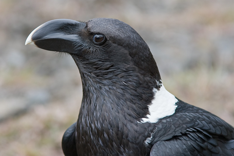 White-necked Raven - Corvus Albicollis