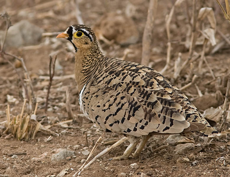 Black-faced Sandgrouse