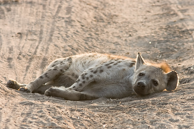 Spotted Hyaena