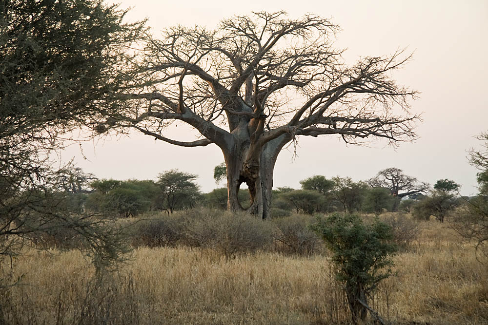 Boabab - partial eaten by elephants