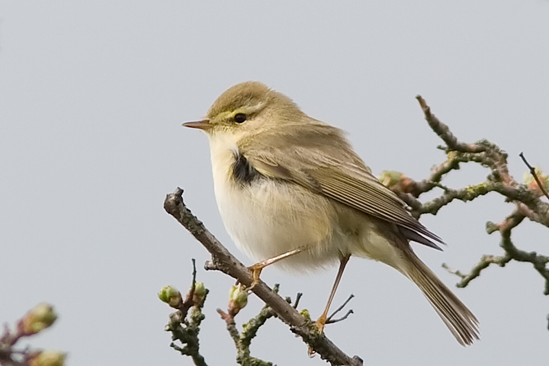 Williow Warbler - Fitis - Phylloscopus trochilus