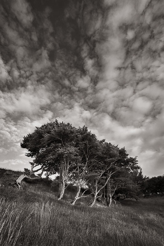 A group of trees
