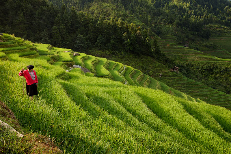 Longji Rice Terraces