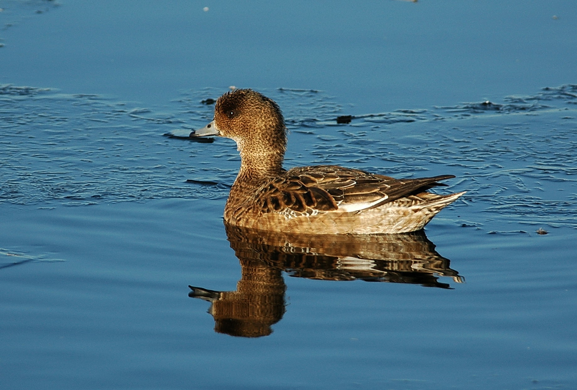 smient / Eurasian wigeon