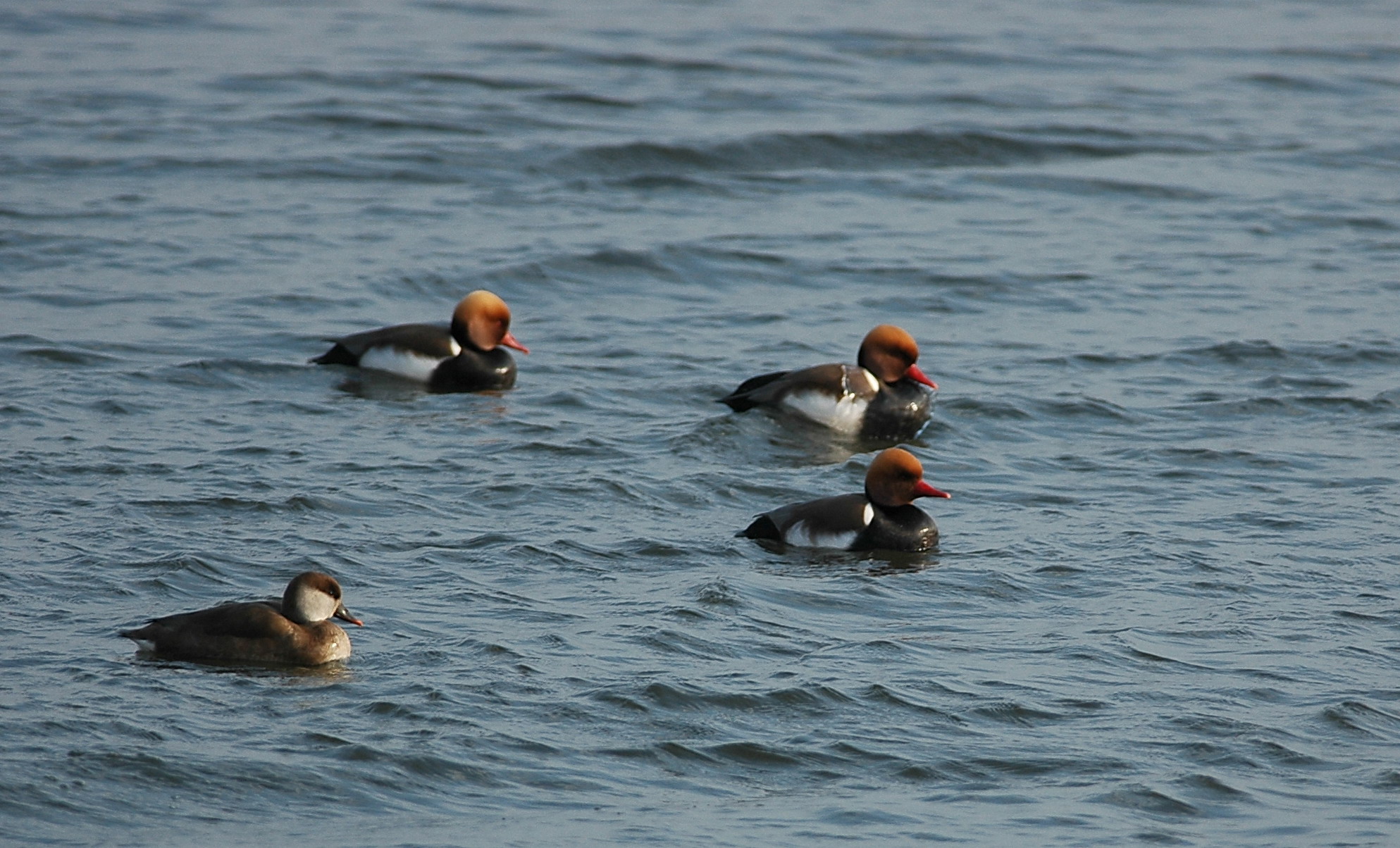 krooneend / red-crested porchard
