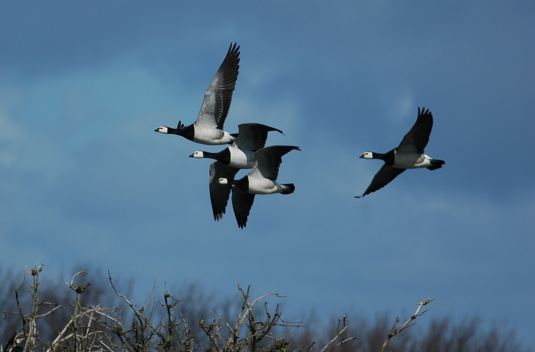 brandgans / barnacle goose