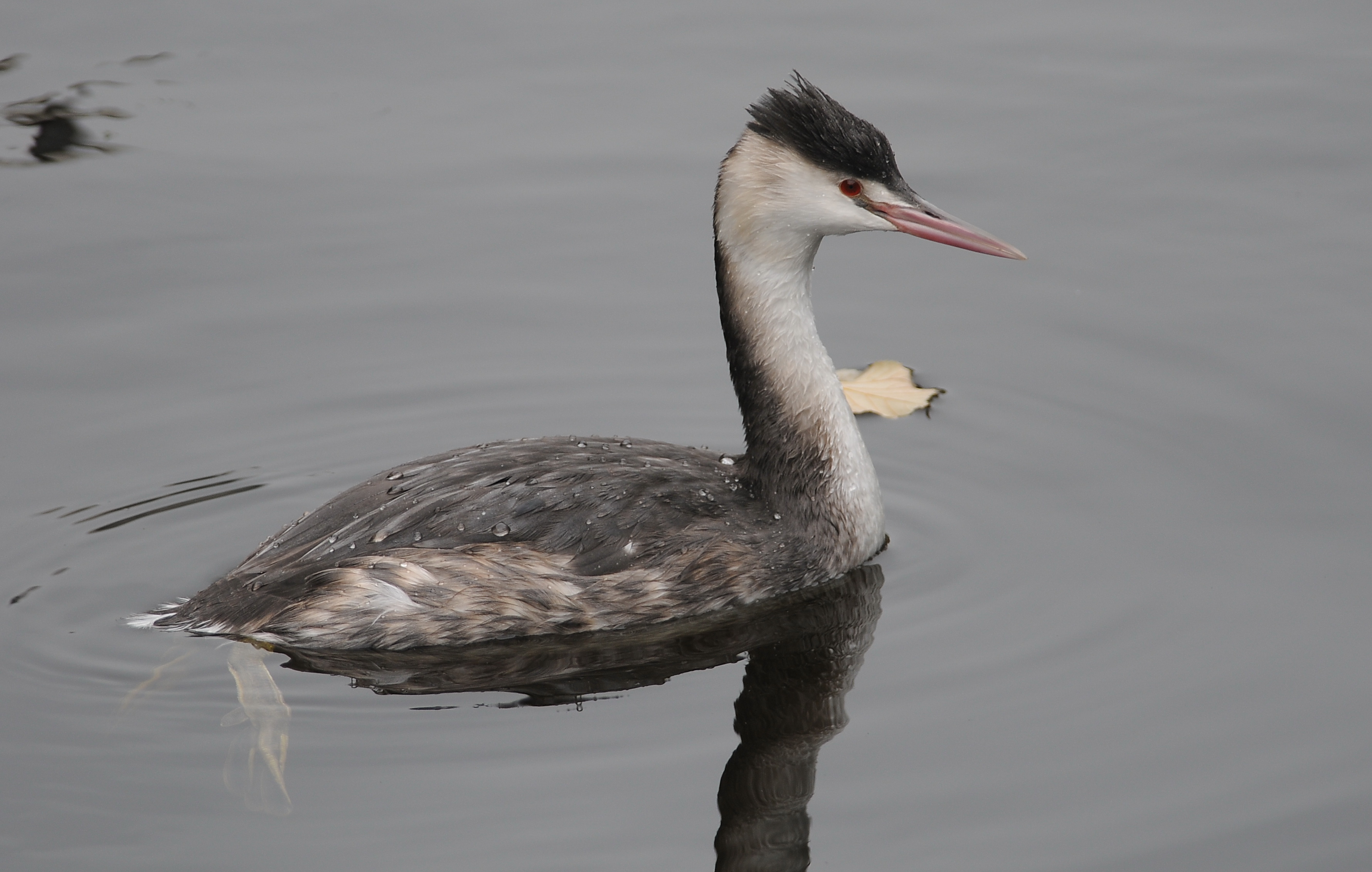 fuut. - great crested grebe