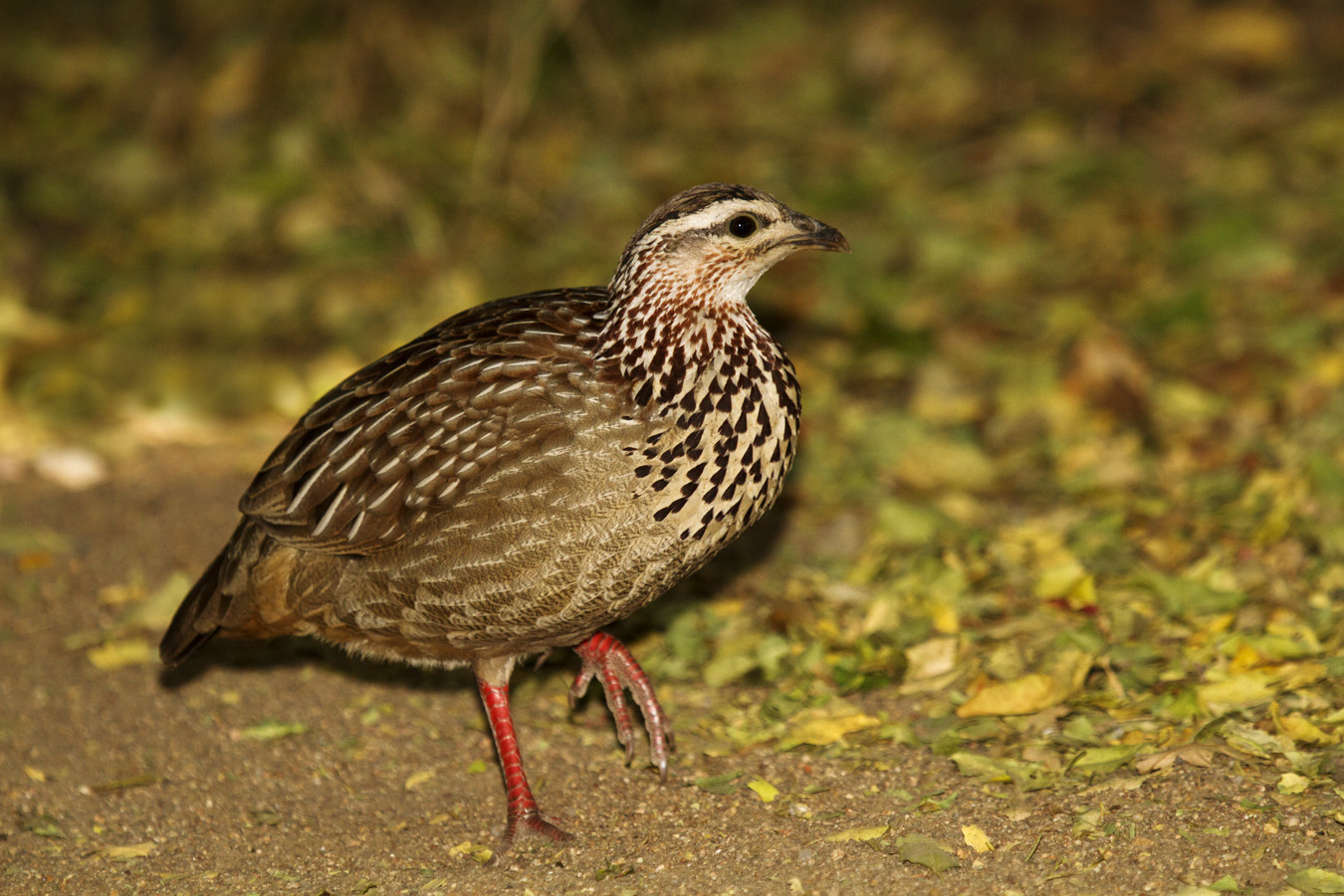 Crested Francolin