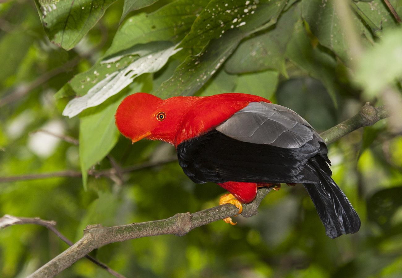 Andean Cock-of-the-rock