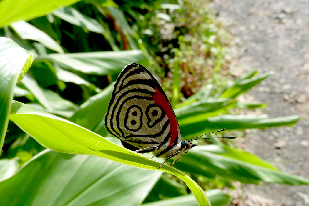 89 butterfly