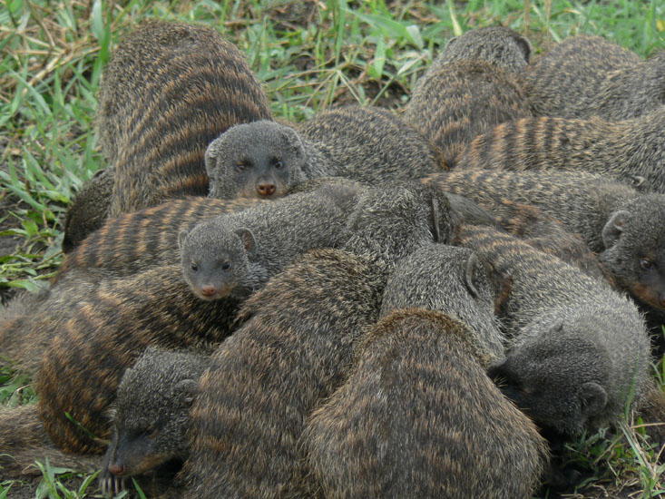Banded Mongoose scrum