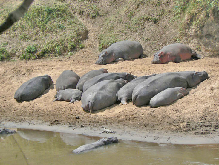 Hippo sausages