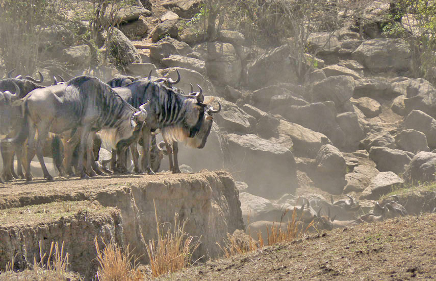 Wildebeest crossing at the Mara River
