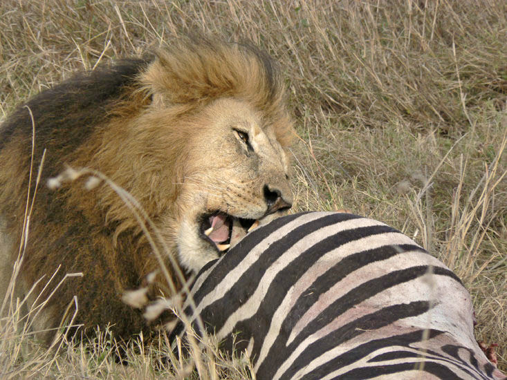 Breakfast for Marsh Pride male