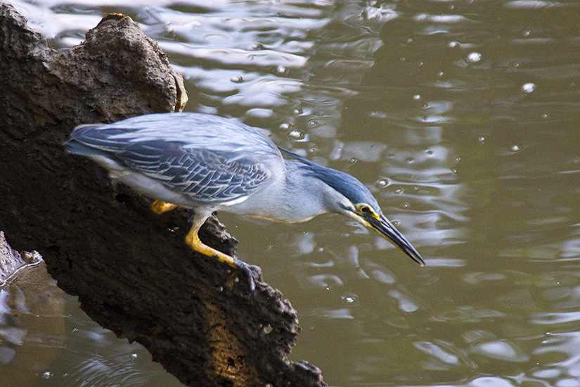 Striated Heron