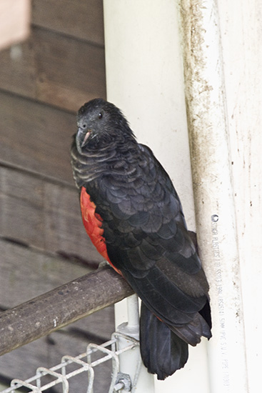 Vulturine Parrot