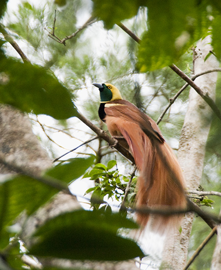 Raggiana Bird-of-Paradise