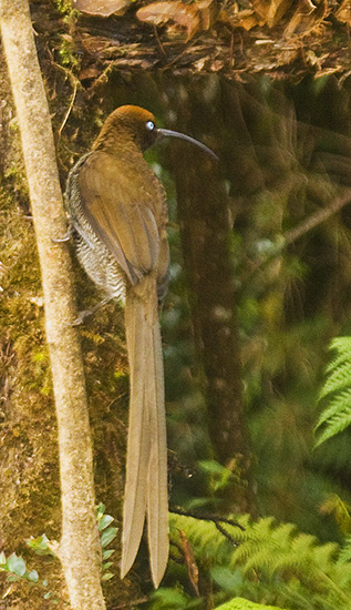 Brown Sicklebill female