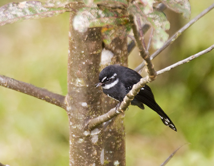 Friendly Fantail