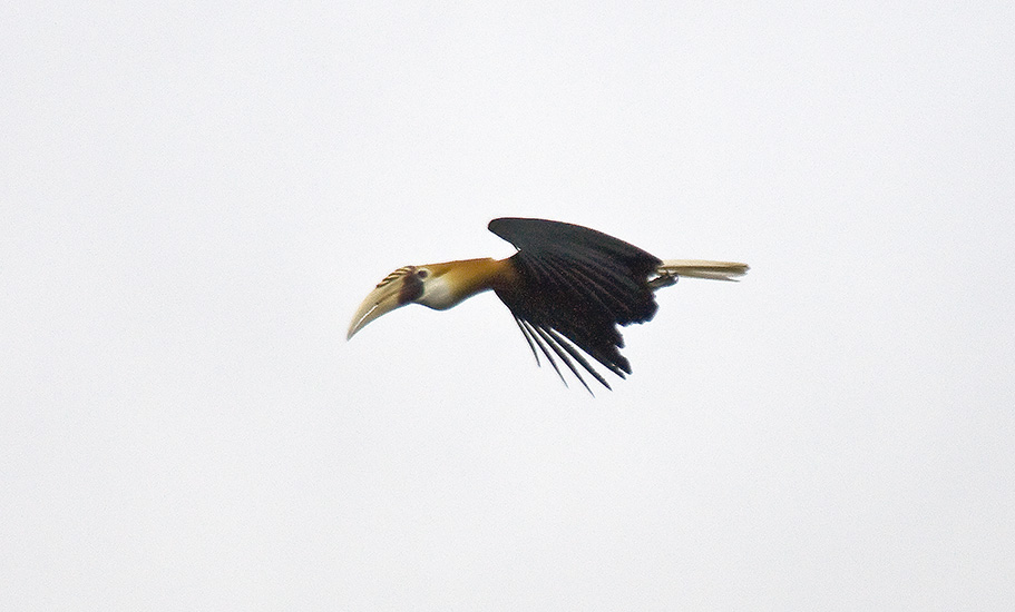 Blyths Hornbill male