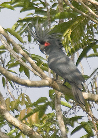 Palm Cockatoo