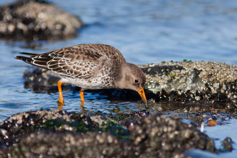 Paarse strandloper