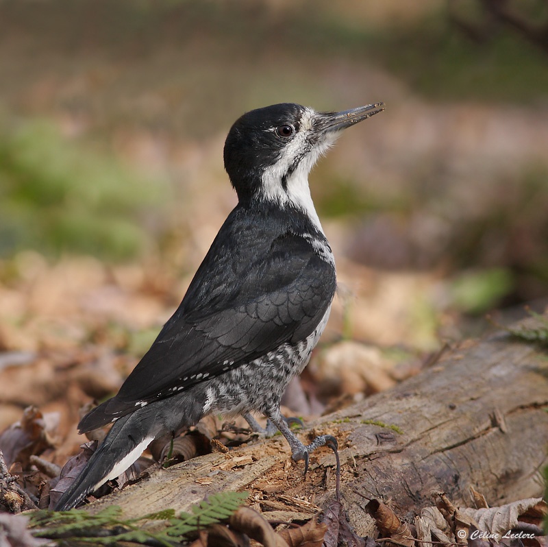 Pic  dos noir - Black-backed Woodpecker