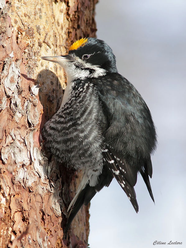 Pic  dos noir - Black-backed Woodpecker