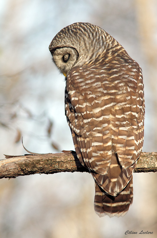 Chouette raye - Barred Owl