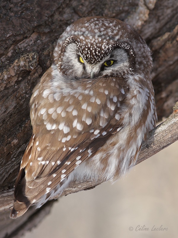 Nyctale de Tengmalm_0740 - Boreal Owl