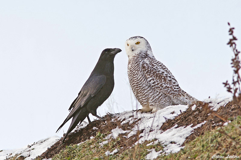 Harfang des neiges et Corbeau - Snowy Owl & Common Raven