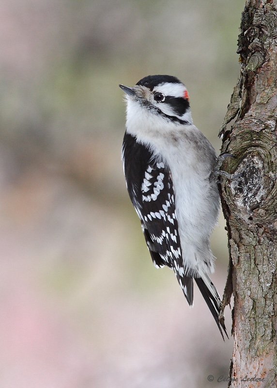 Pic mineur - Downy Woodpecker