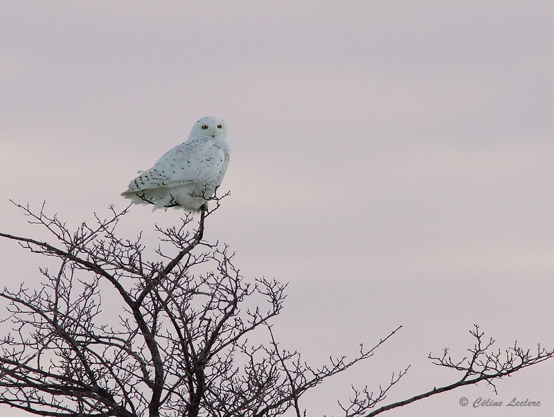Harfang des neiges_9934 - Snowy Owl
