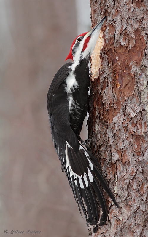 Grand Pic_0393 - Pileated Woodpecker