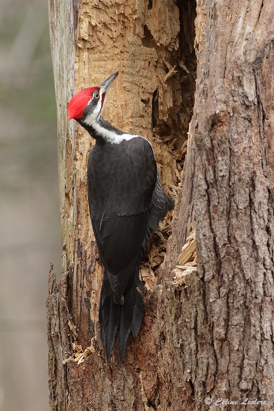 Grand Pic_8746 - Pileated Woodpecker