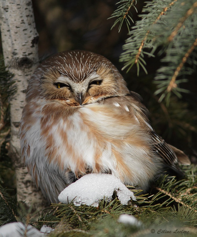 Petite Nyctale_1461 - Northern Saw-whet Owl