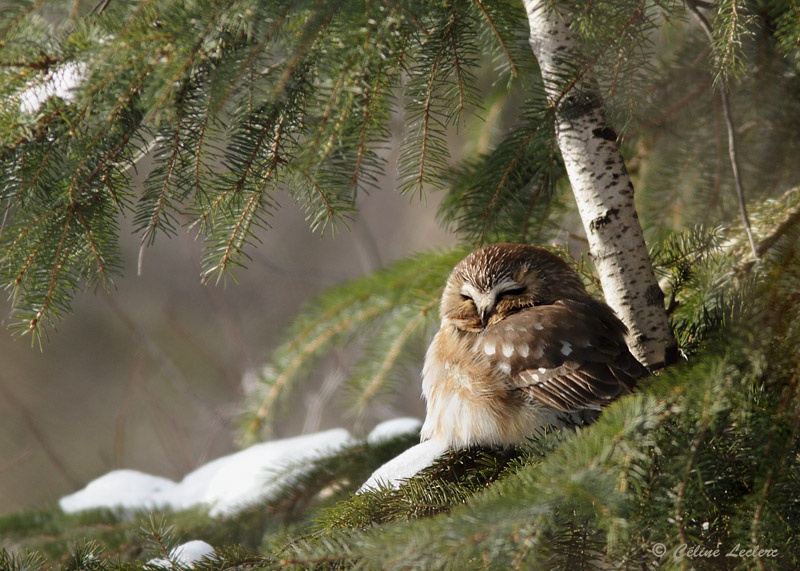 Petite Nyctale_1394 - Northern Saw-whet Owl