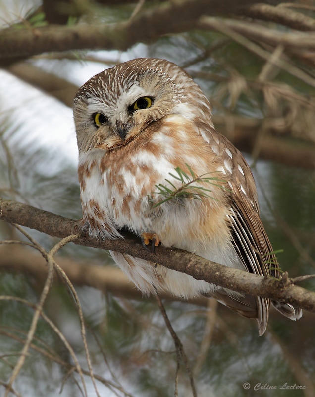 Petite Nyctale_1644 - Northern Saw-whet Owl
