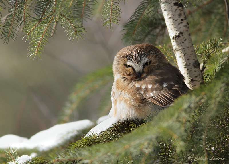 Petite Nyctale_1395 - Northern Saw-whet Owl