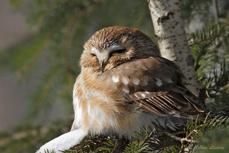 Petite Nyctale_1453 - Northern Saw-whet Owl
