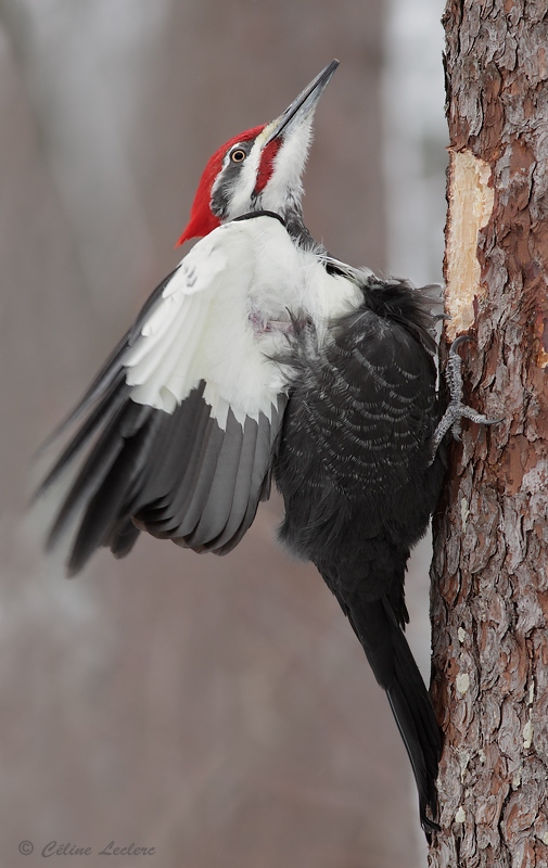 Grand Pic_0397 - Pileated Woodpecker