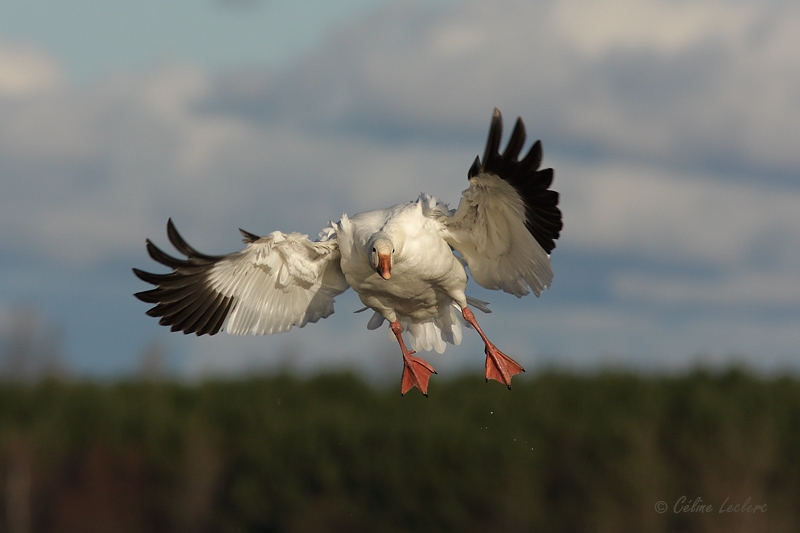 Oie des neiges_4863 - Snow Goose