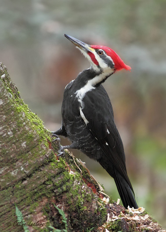 Grand Pic_0157 - Pileated Woodpecker